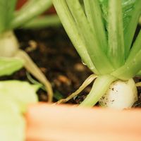 大根,プランター野菜,自己流,自家製野菜,家庭菜園の画像