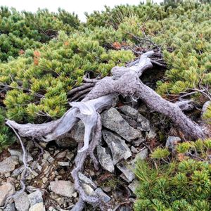 ハイマツ,盆栽,山野草,花のある暮らし,緑のある暮らしの画像