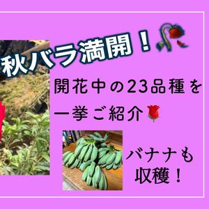 ガーデニング,薔薇♪,バラ・ミニバラ,バラを楽しむ,バラのある暮らしの画像