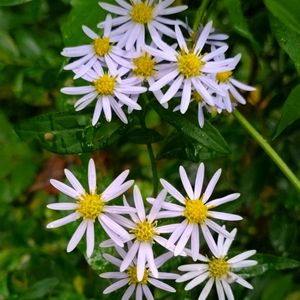 ヨメナ,嫁菜,雑草,山野草,野草の画像