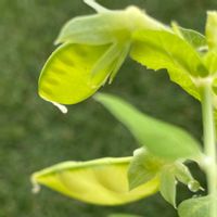 えんどう豆,PR,野菜遺産プロジェクト,野菜遺産PROJECT,家庭菜園の画像