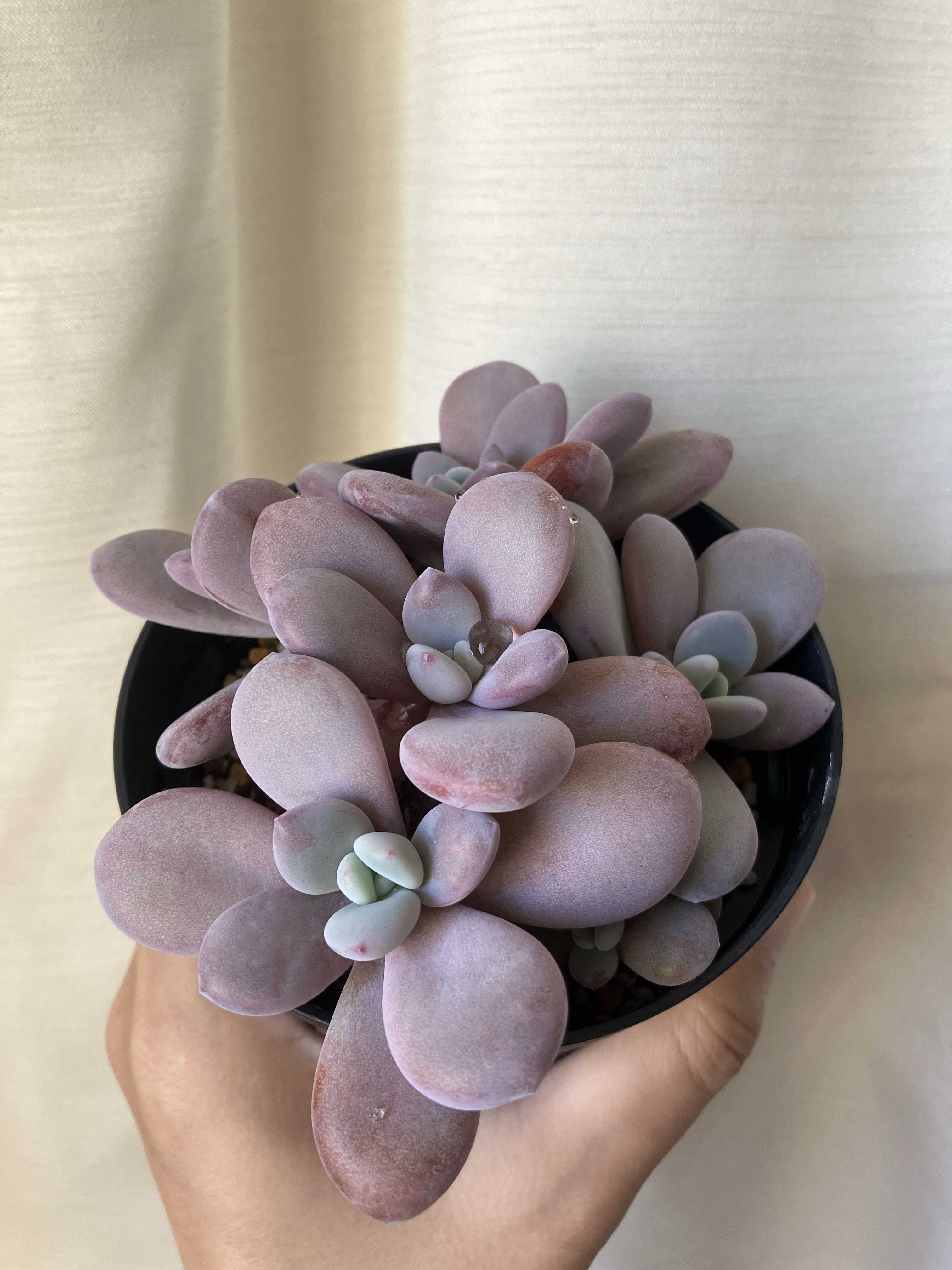 多肉植物^o^ 葉挿し赤ちゃん　ピンクシフォン 多肉植物^o^ 葉挿し赤ちゃん ピンクシフォン