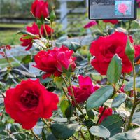 ケイトウ,バラ　クリムゾンスカイ,バラ　クリムゾンスカイ,バラ、薔薇、ばら,代々木公園の画像