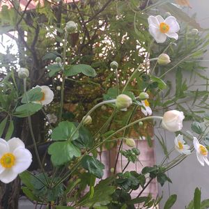 ガーデニング,ナチュラルガーデン,マイガーデン,庭の花,癒しの画像