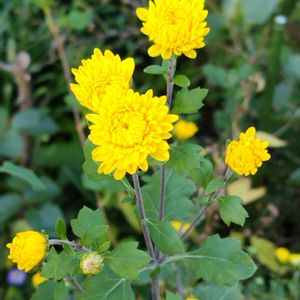 小菊,ノコンギク(野紺菊),地植え,我が家の庭,秋の花の画像