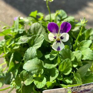 ビオラ ジョリージョリ,寄せ植え,花のある暮らし,ビオラ・パンジー,ガーデニング初心者の画像