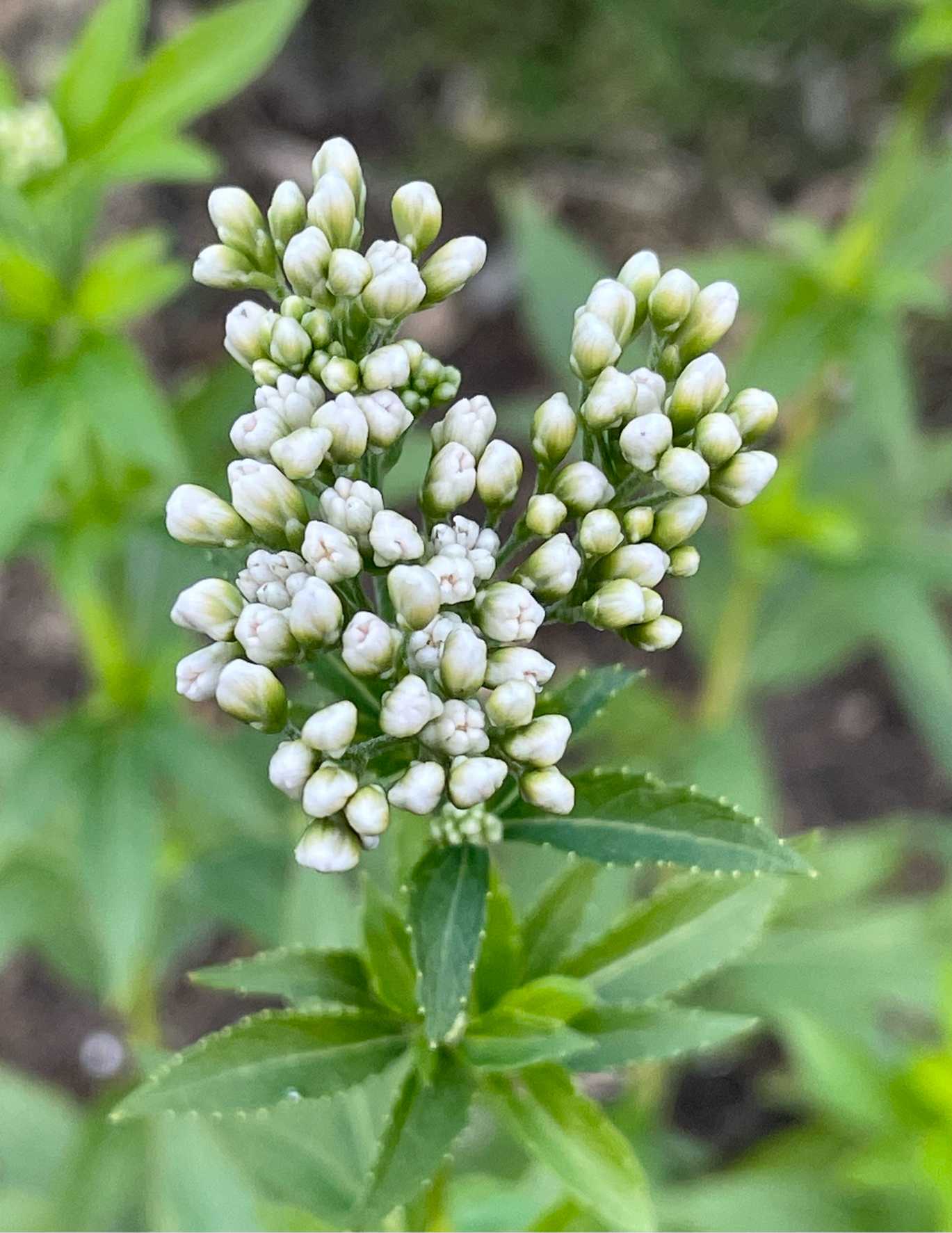山野草　超希少白花　タッタソウ　来年開花予定株9C 山野草 超希少白花 タッタソウ 来年開花予定株9C 商品の説明白花