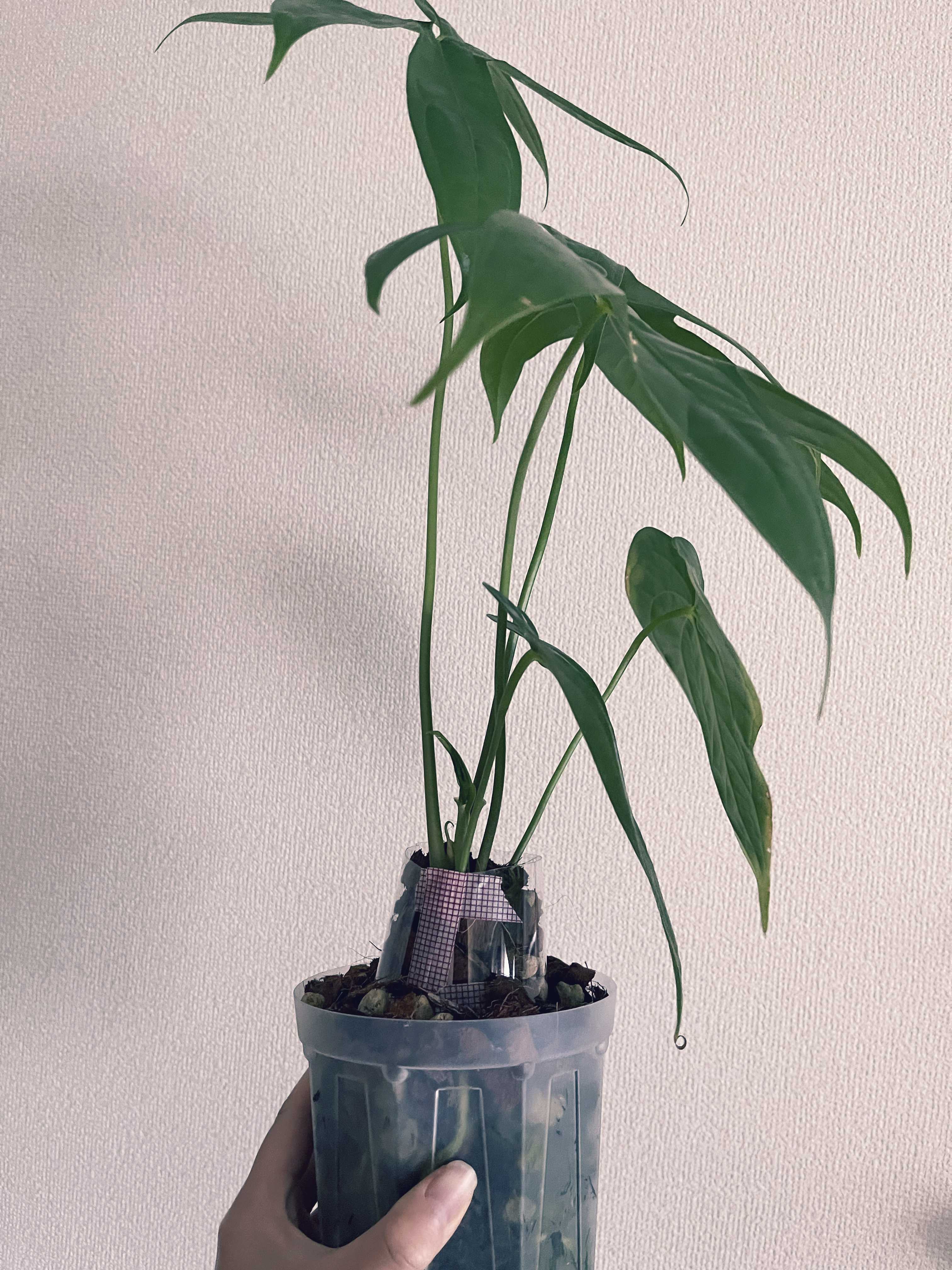 充実株 ベルコーサム フィロデンドロン ver エクアドル 発根株 観葉