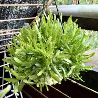 リプサリス,リプサリスシーウィード,観葉植物,植物のある暮らし,植中毒の画像