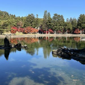 日本庭園,紅葉（こうよう）,平泉毛越寺の画像