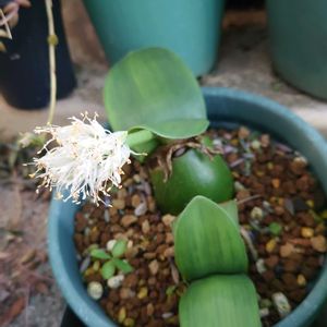 マユハケオモト(眉刷毛万年青),多肉植物,コーデックス,多肉生活,珍奇植物の画像