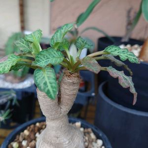 ユーフォルビアフィシュボーン,多肉植物,塊根植物,コーデックス,多肉生活の画像