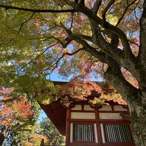 日本庭園,紅葉（こうよう）,平泉毛越寺の画像