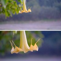 キダチチョウセンアサガオ,広い庭の画像