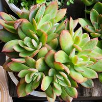 ルエラ,多肉植物,植物のある暮らし,多肉植物のある暮らし,カエルのルエラの画像