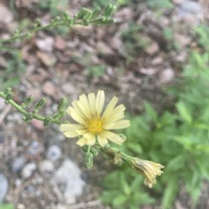 アキノノゲシ,地植え,開花,黄色の花,犬とお散歩の画像