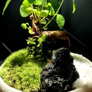 ガジュマル,盆栽,観葉植物の画像