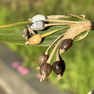 デージー,ジュズダマ,ジュズダマ,種まき,花のある暮らしの画像