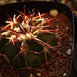 ハオルチア,多肉植物,観葉植物,塊根植物,サボテン科の画像