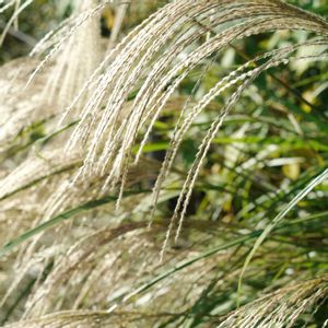 ハオルチア,多肉植物,観葉植物,塊根植物,サボテン科の画像