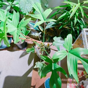 フィロデンドロン フロリダゴースト ミント,リビング,植物のある暮らし,植中毒,観葉植物好きの画像