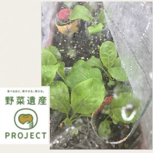 晩生小松菜,プランター栽培,PR,アサヒ農園,野菜遺産の画像