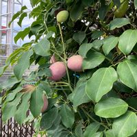 ムベ,ムベ,ムベの実,ムベの花,むべ（郁子、野木瓜）の画像