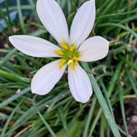 ビオラ,里芋,里芋,ハヤトウリ（隼人瓜）,ﾀﾏｽﾀﾞﾚの画像