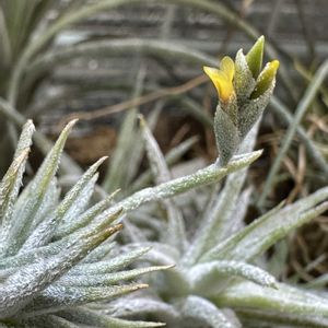 チランジア,エアプランツ,植欲,植中毒,植欲が止まらないの画像