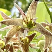 ムベ,ムベの花,ムベの雌花,ムベの雌花,ムベの雄花の画像