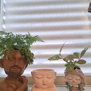 盆栽二年目の凡人さんの2024/11の画像