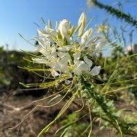 クレオメ,ユーフォルビアダイヤモンドスノー,菊の花,外出先,お家園芸の画像