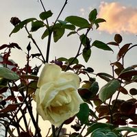 アケビ,白い薔薇,白い小菊,白い水曜日♡,白い百日草の画像