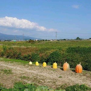 ジャンボカボチャ,遊び心,ミッチの会,畑の画像