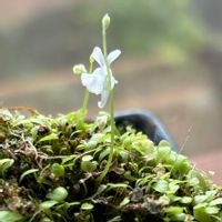 ウサギゴケ,ウサギゴケ,苔玉,食虫植物,室内の画像