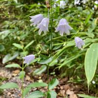 ツリガネニンジン,癒し,素敵な出会い,GSのみなさんに感謝♡,薄紫色の花の画像