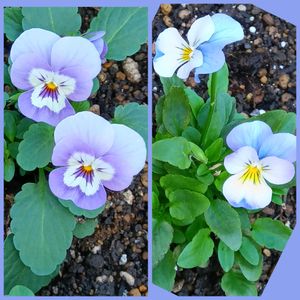 地植え,花のある暮らし,ビオラ♡,小さい花壇,狭い花壇の画像