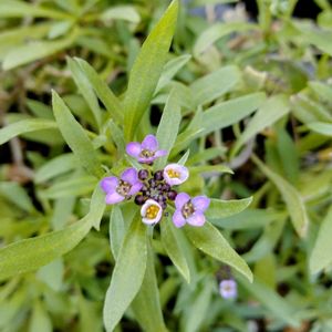 鉢植え,開花中,スマホ撮影,週末ガーデナー,玄関アプローチの画像