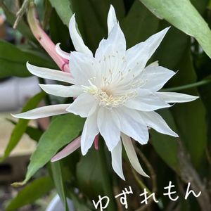 姫月下美人,姫月下美人,エピフィルム プミラム,エピフィルム プミラム,Epiphyllum pumilumの画像