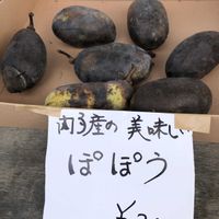 ポポー,お出かけ先の画像