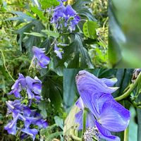 トリカブト,オクトリカブト,筑波実験植物園,キュンキュン乙女倶楽部,平和を願うの画像