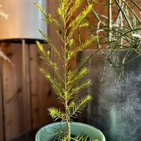 ティーツリー,花のある暮らし,小さな庭♡,庭の画像