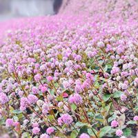 ヒメツルソバ,ポリゴナム（ヒメツルソバ）,山野草,ポリゴナム,花のある暮らしの画像