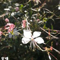 ガウラ,花のある暮らし,お花を楽しむ,おうち園芸,暮らしの中の植物の画像