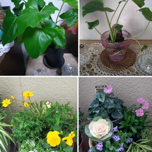 セローム,寄せ植え,観葉植物,水耕栽培,ベランダガーデンの画像