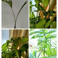 シンゴニウム,テーブルヤシ,観葉植物,開き始めが好き♡,リビング・ダイニングの画像