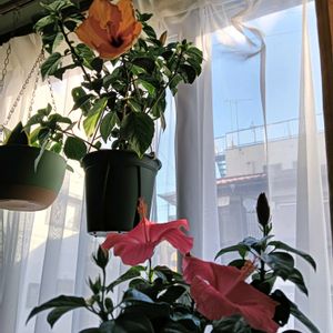 鉢植え,花のある暮らし,部屋の画像