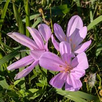 コルチカム,わたの花,棉(わた),マム　グリーンアンデス,癒やされての画像