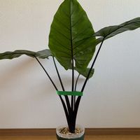 アロカシア,アロカシア・ブラックステム,観葉植物の画像