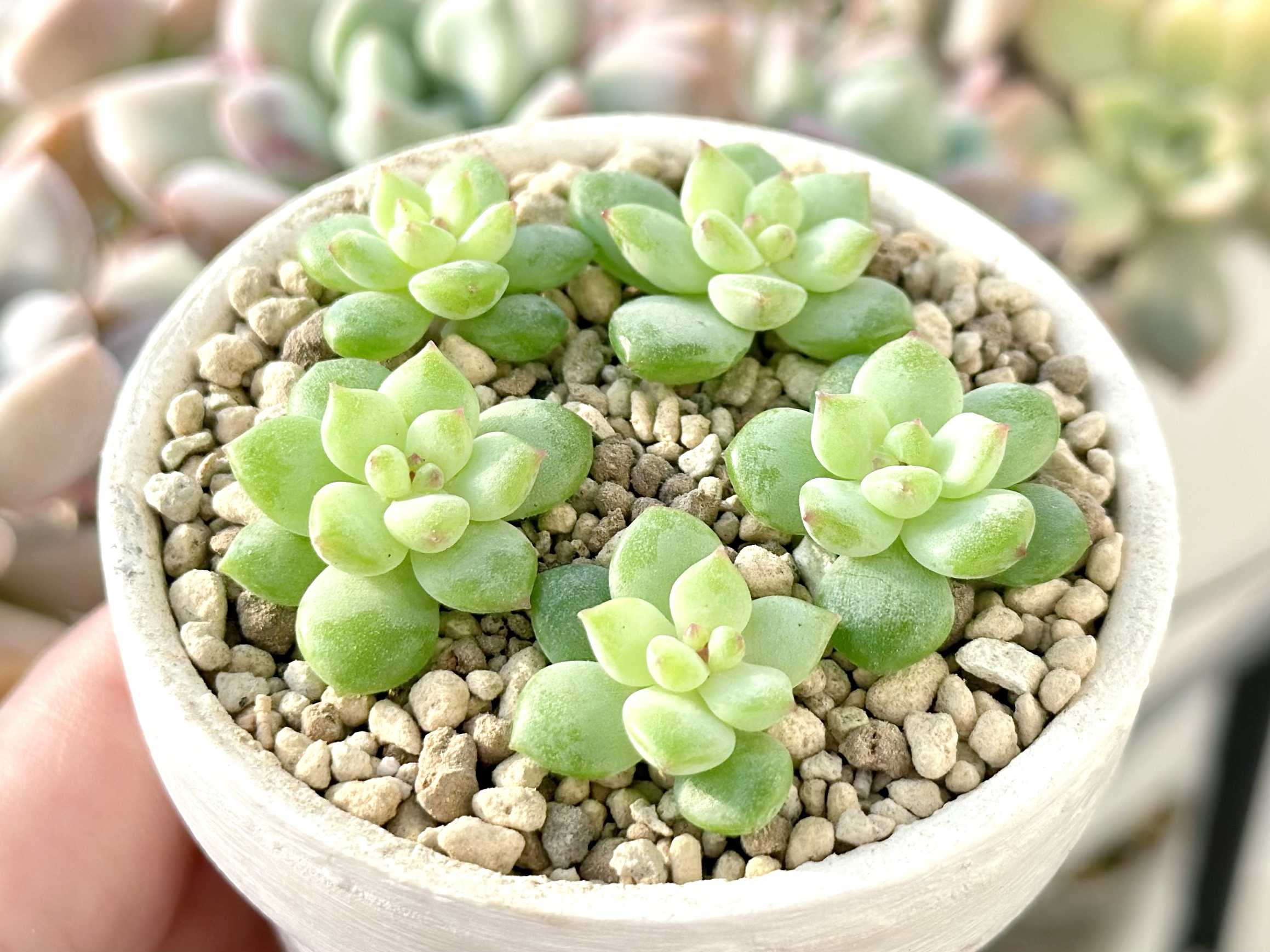多肉植物 バブルキャンディ リエール苗 609現物 多肉植物 バブルキャンディ 抜き苗 | るる農園~多肉植物専門